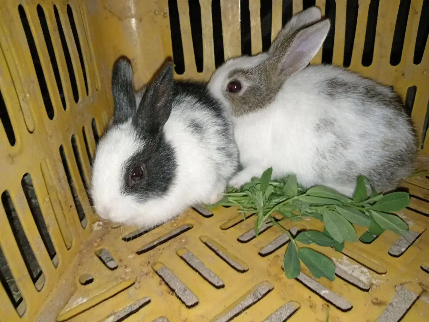 خرگوش|موش و خرگوش|جوین, |دیوار