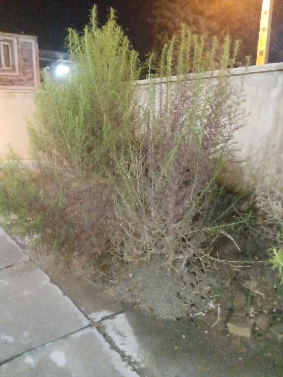 فروش جارو محلی به صورت یکجا|عمدهفروشی|بروجرد, |دیوار