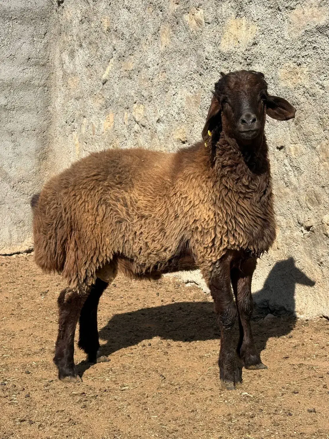 بره نر همو|حیوانات مزرعه|شیروان (خراسان), |دیوار