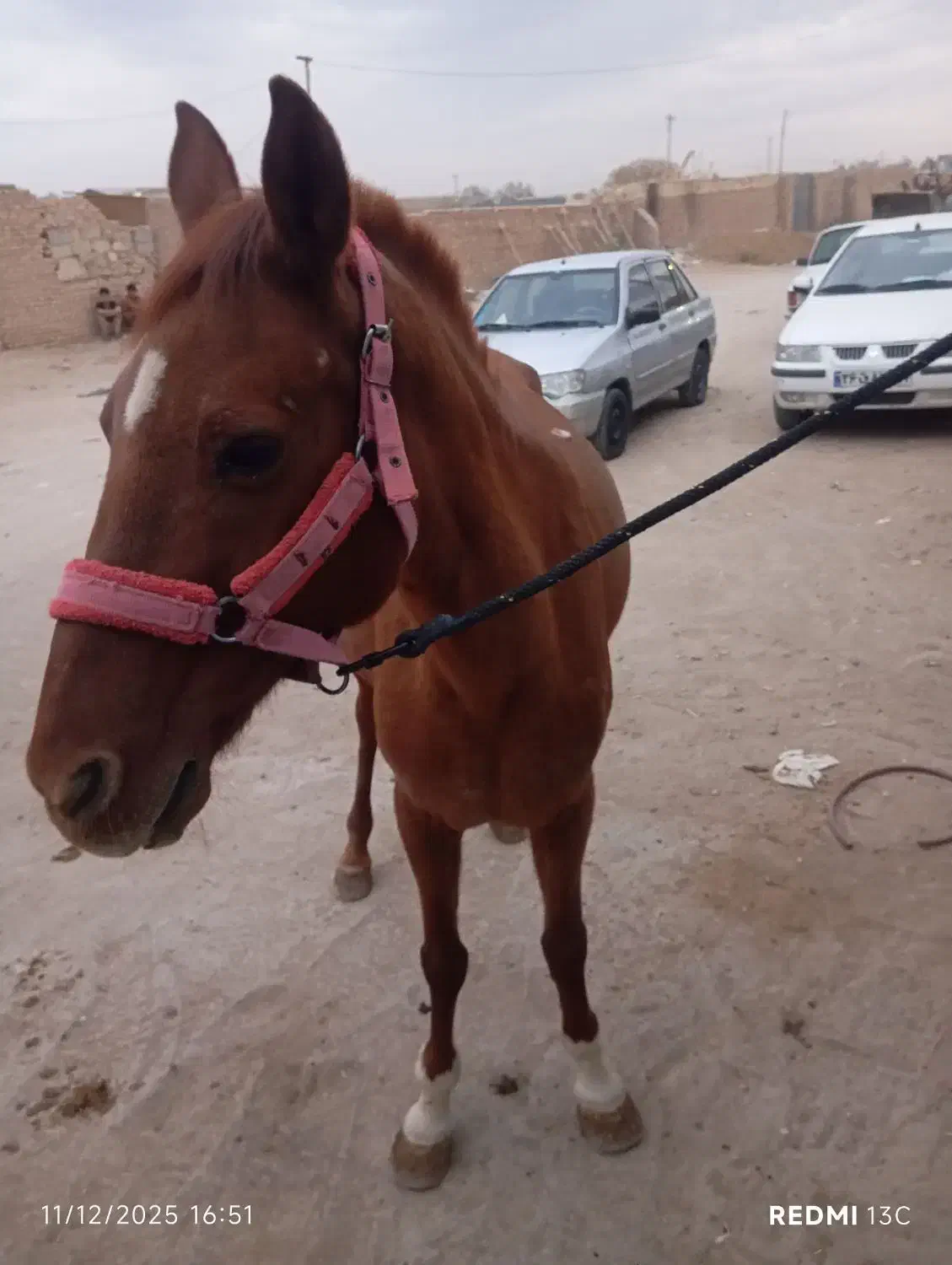 اسب عرب ایرانی|اسب و تجهیزات اسب‌سواری|یزد, |دیوار