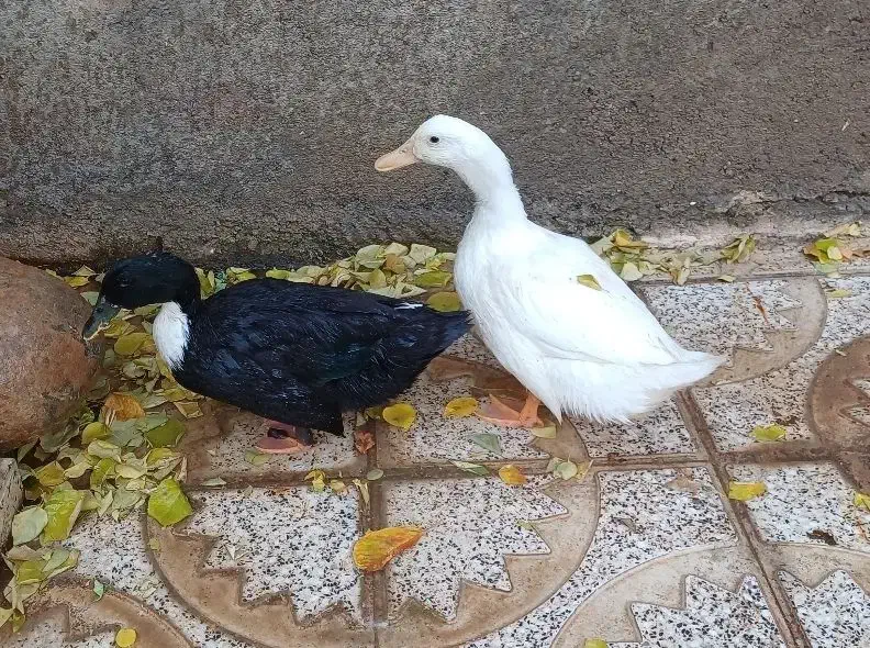 دو عدد اردک محلی و سرحال|حیوانات مزرعه|تکاب, |دیوار