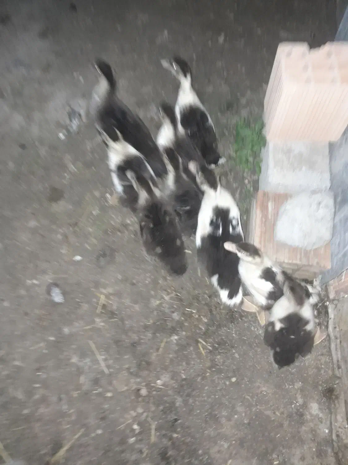 اردک اسراییلی|حیوانات مزرعه|سیمین شهر, |دیوار