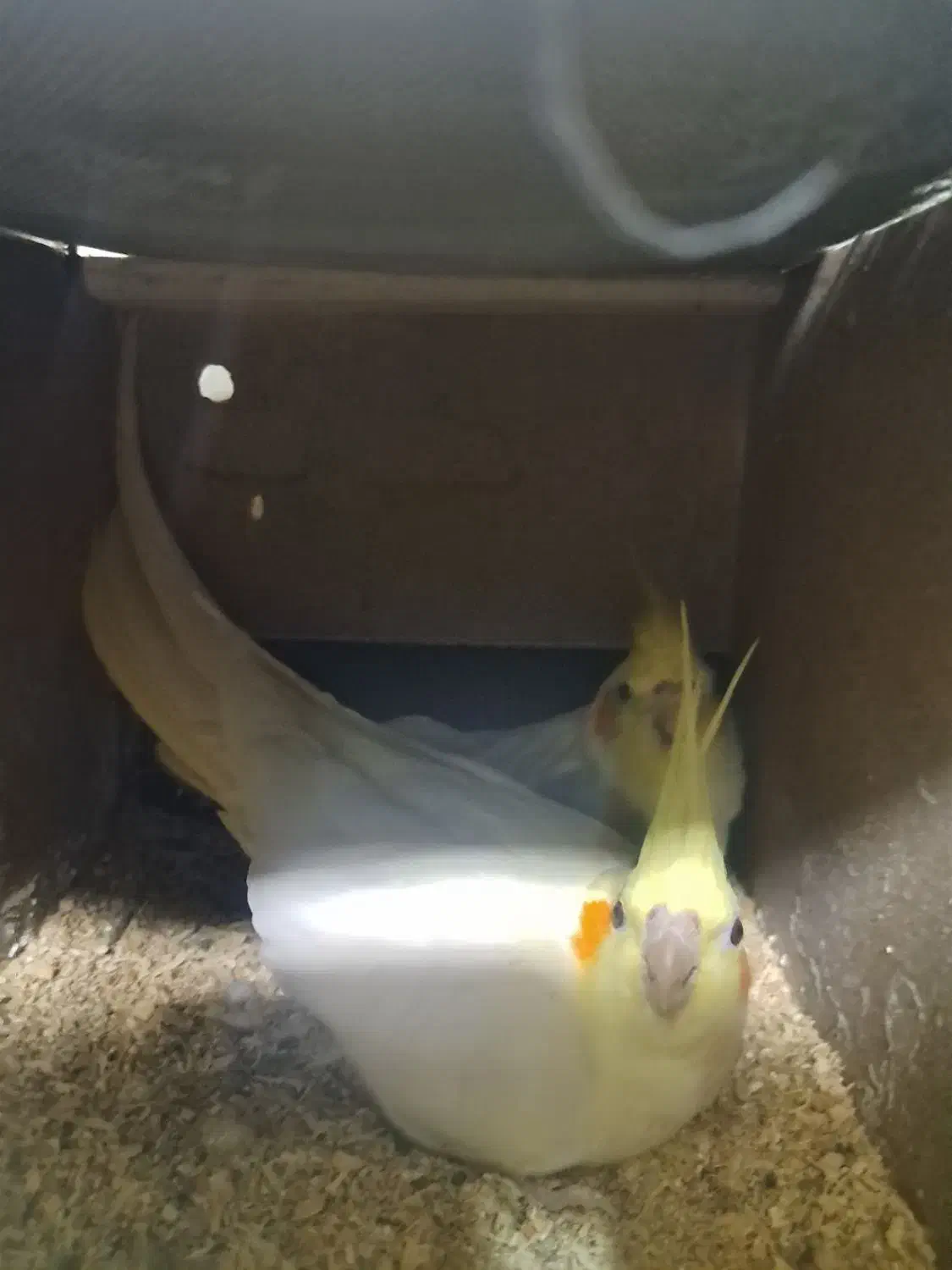 عروس یک جفت|پرنده|شاهینشهر, گزبرخوار|دیوار