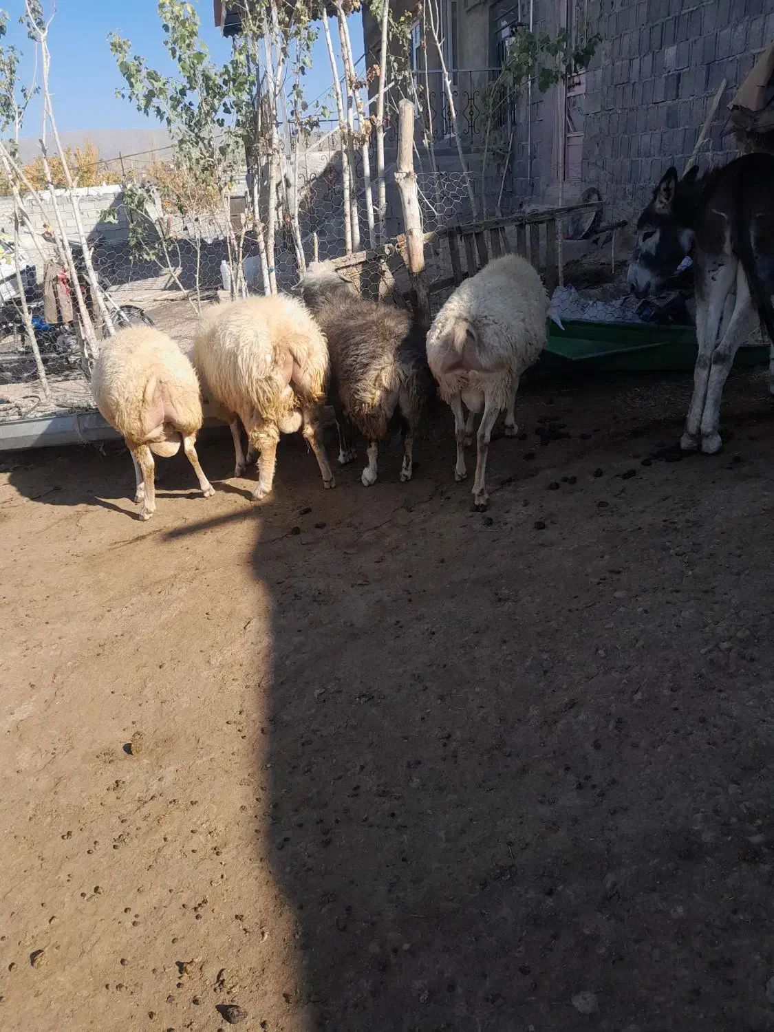 قوچ چهار دندون|حیوانات مزرعه|ارشق, |دیوار