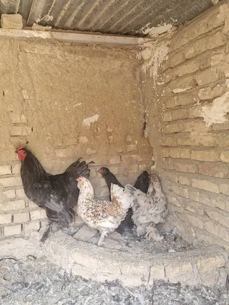 سه عدد مرغ و خروس|پرنده|هشتگرد, شهرک بعثت|دیوار