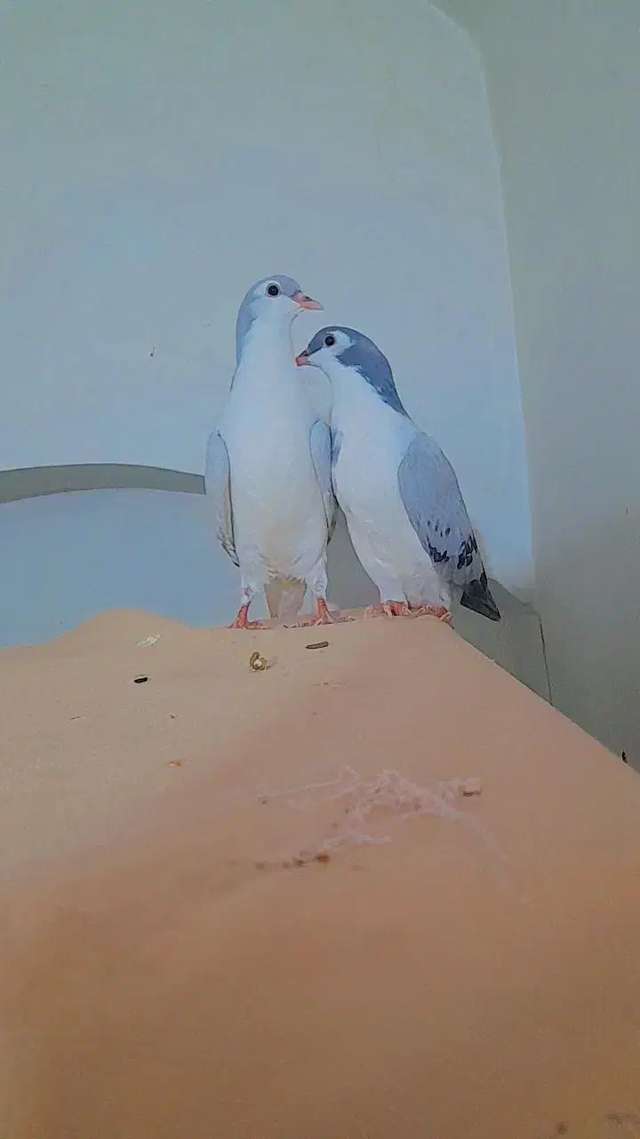 دو عدد جوجه ساده|پرنده|کاشمر, |دیوار