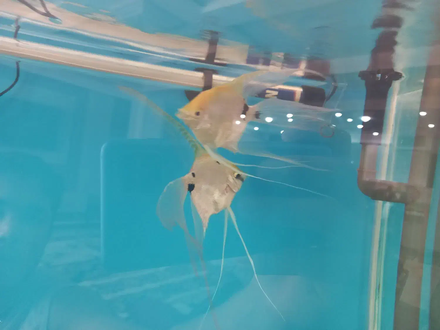 ماهی انجل سوپر باله وارداتی|ماهی|پردیس, فاز ۸|دیوار