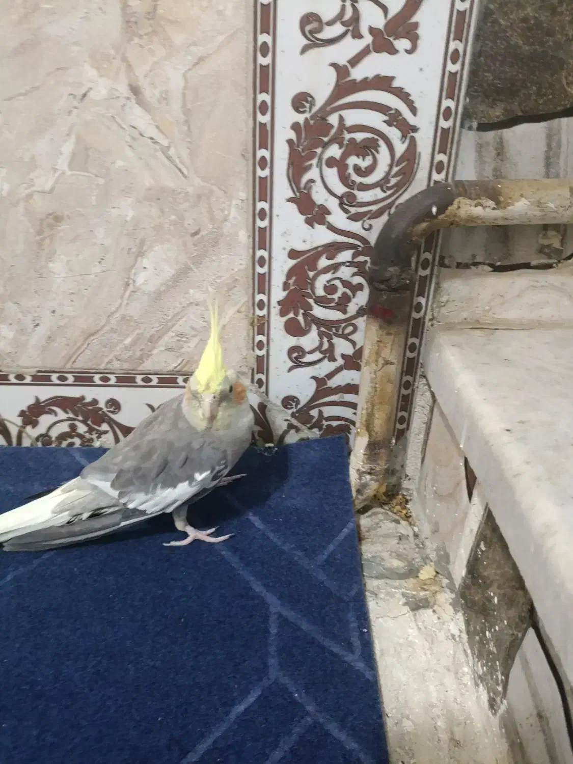 عروس هلندی نر|پرنده|پیشوا, |دیوار