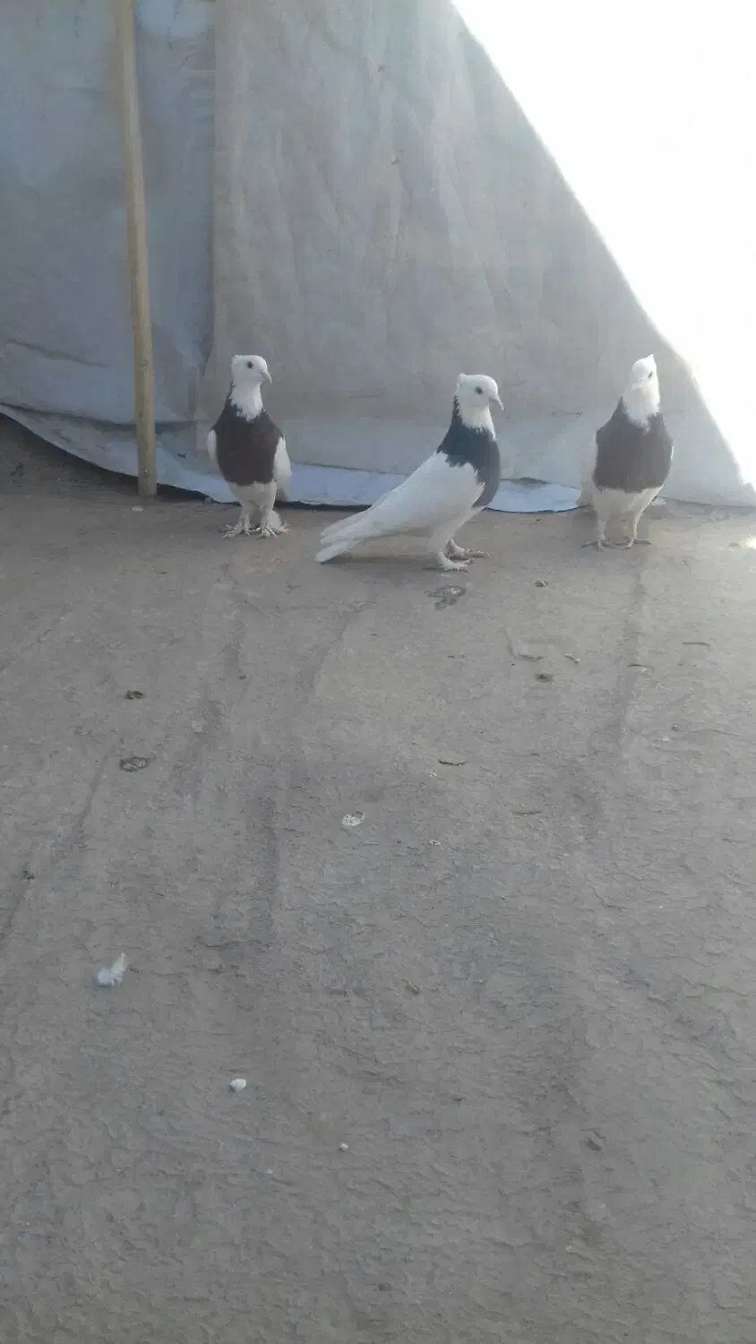 کفتر|پرنده|قم, چهار مردان|دیوار