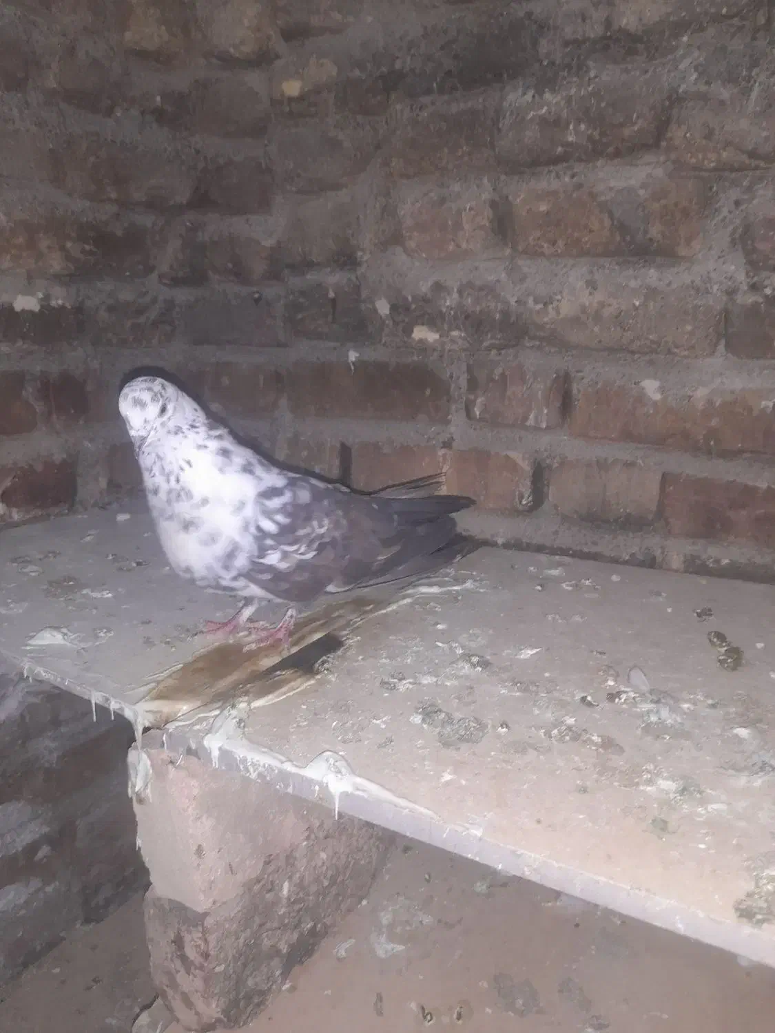 کبوتر|پرنده|مهربان, |دیوار