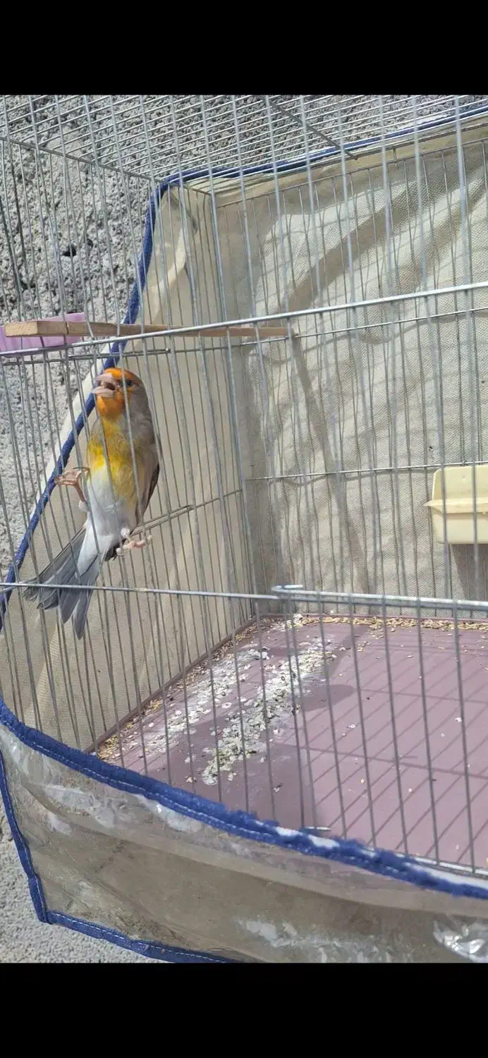 سهره قناری|پرنده|کازرون, |دیوار