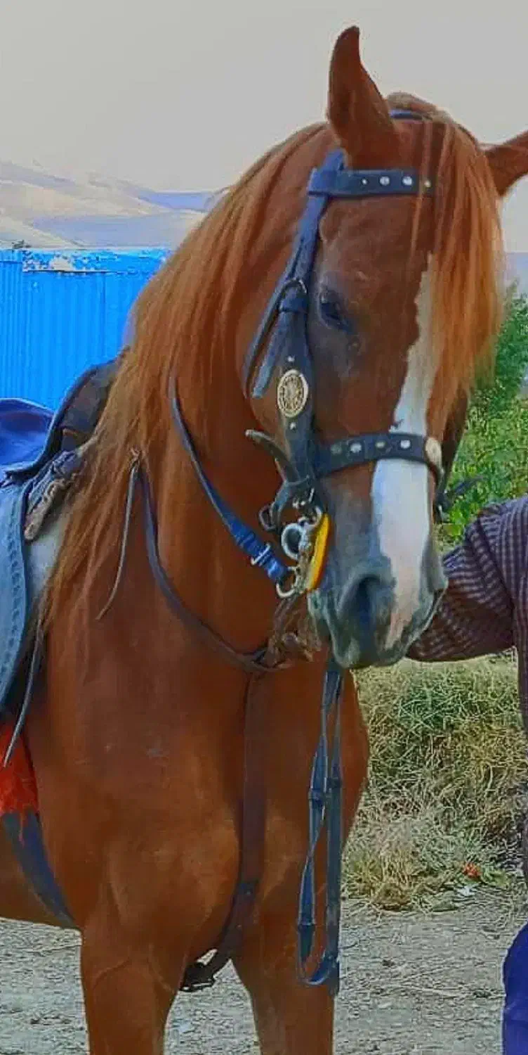 خرید و فروش اسب|اسب و تجهیزات اسبسواری|ابهر, |دیوار