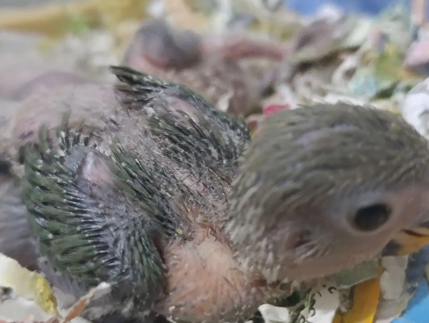 طوطی برزیلی با رنگ خاص سرلاکی|پرنده|ملارد, |دیوار