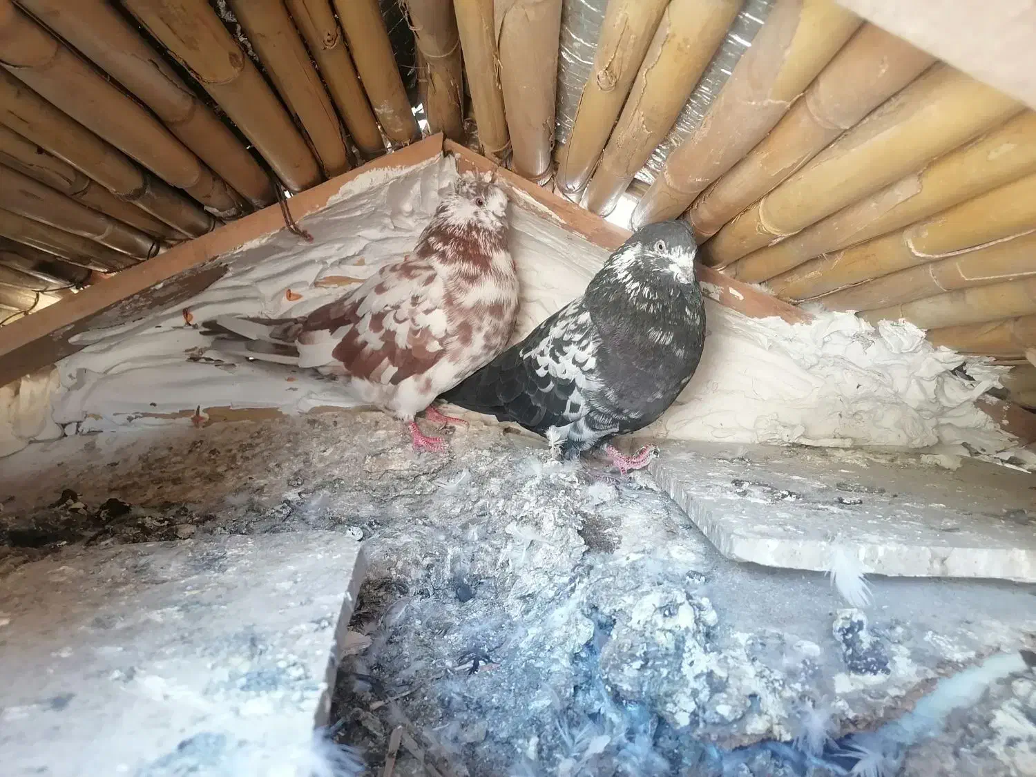 کبوتر|پرنده|فاضل آباد, |دیوار