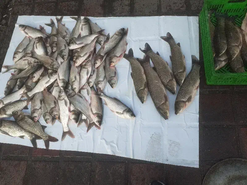 ماهی تازه|ماهی|صومعه‌سرا, |دیوار