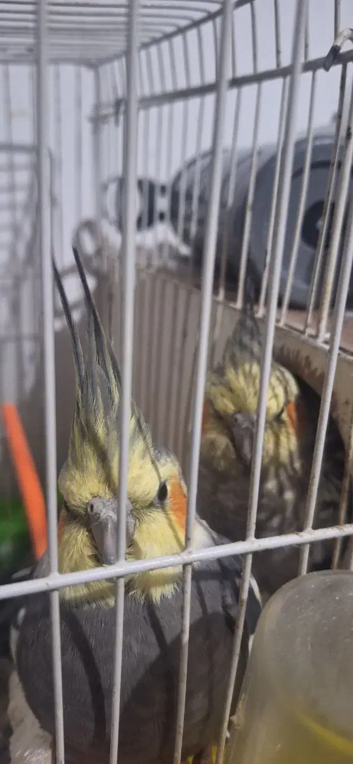 یک جفت عروس هلندی فروشی|پرنده|پائین جام, |دیوار