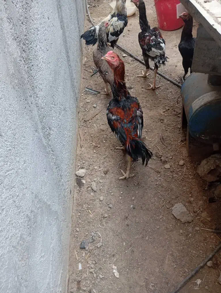 خروس|حیوانات مزرعه|بیکاه, |دیوار