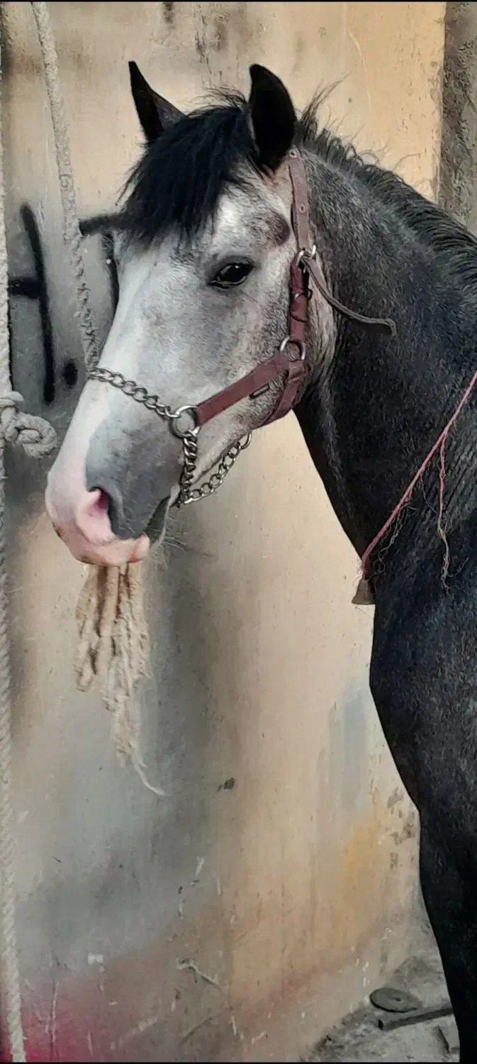 اسب نریون|اسب و تجهیزات اسب‌سواری|اصفهان, محمودآباد|دیوار