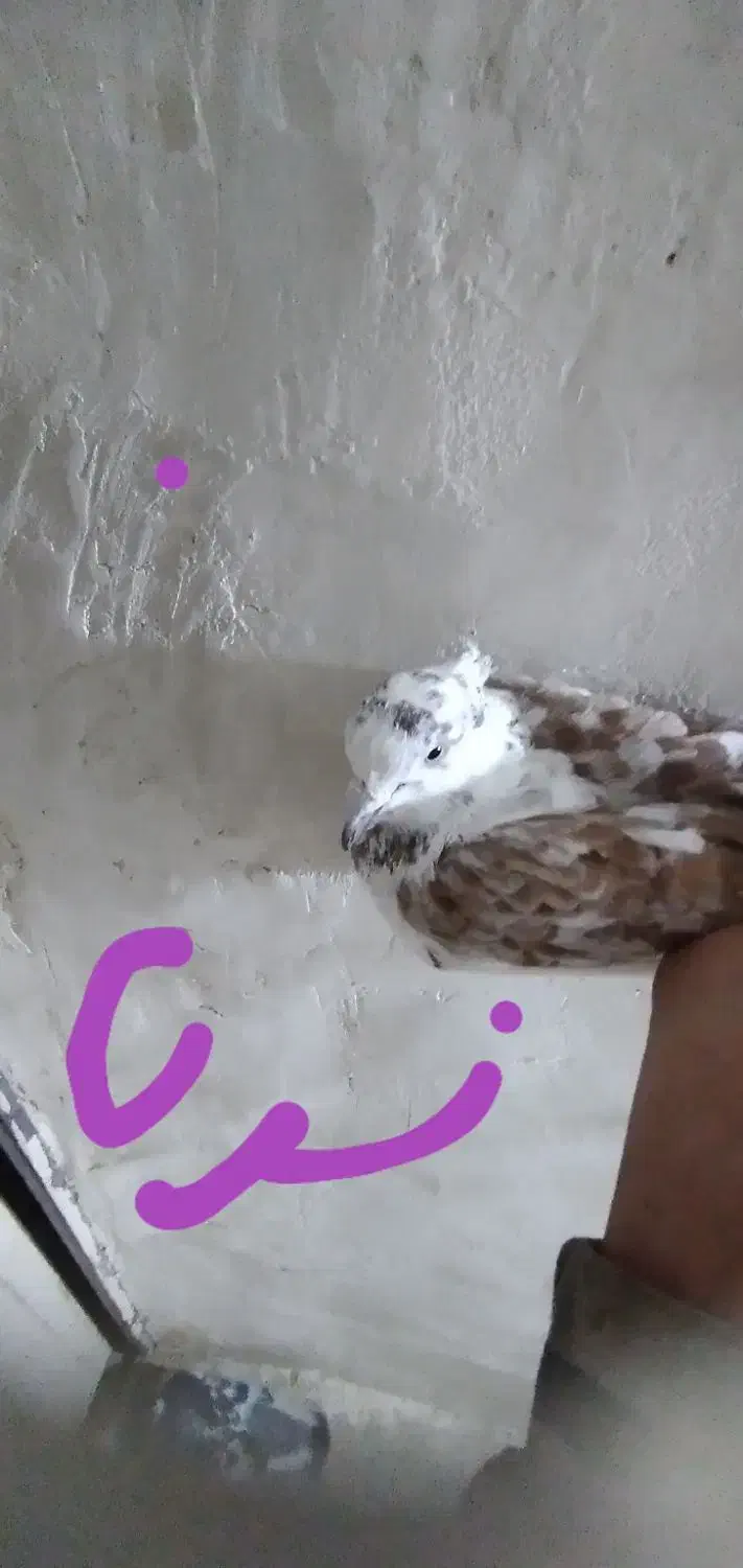 کبدتر|پرنده|مشکین‌دشت, |دیوار