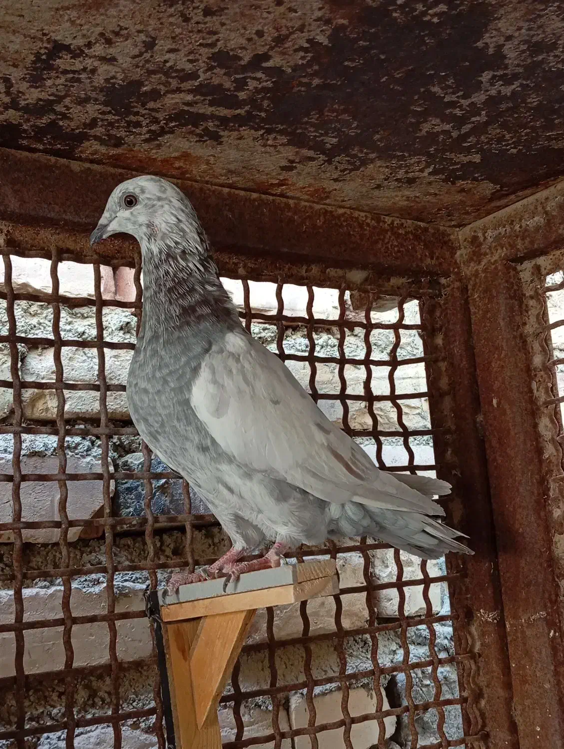 جوانه آلمانی تاختی|پرنده|زابل, |دیوار