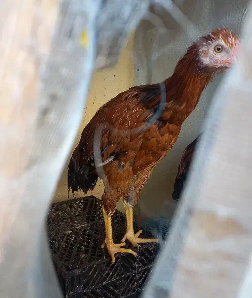 2عدد خروس محلی ۲ رگه لاری خوش استایل|حیوانات مزرعه|شهرضا, |دیوار