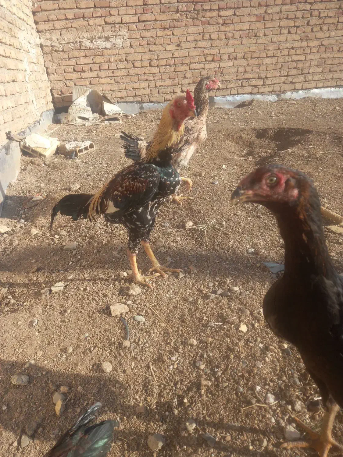 خروس لاری|حیوانات مزرعه|اهر, |دیوار