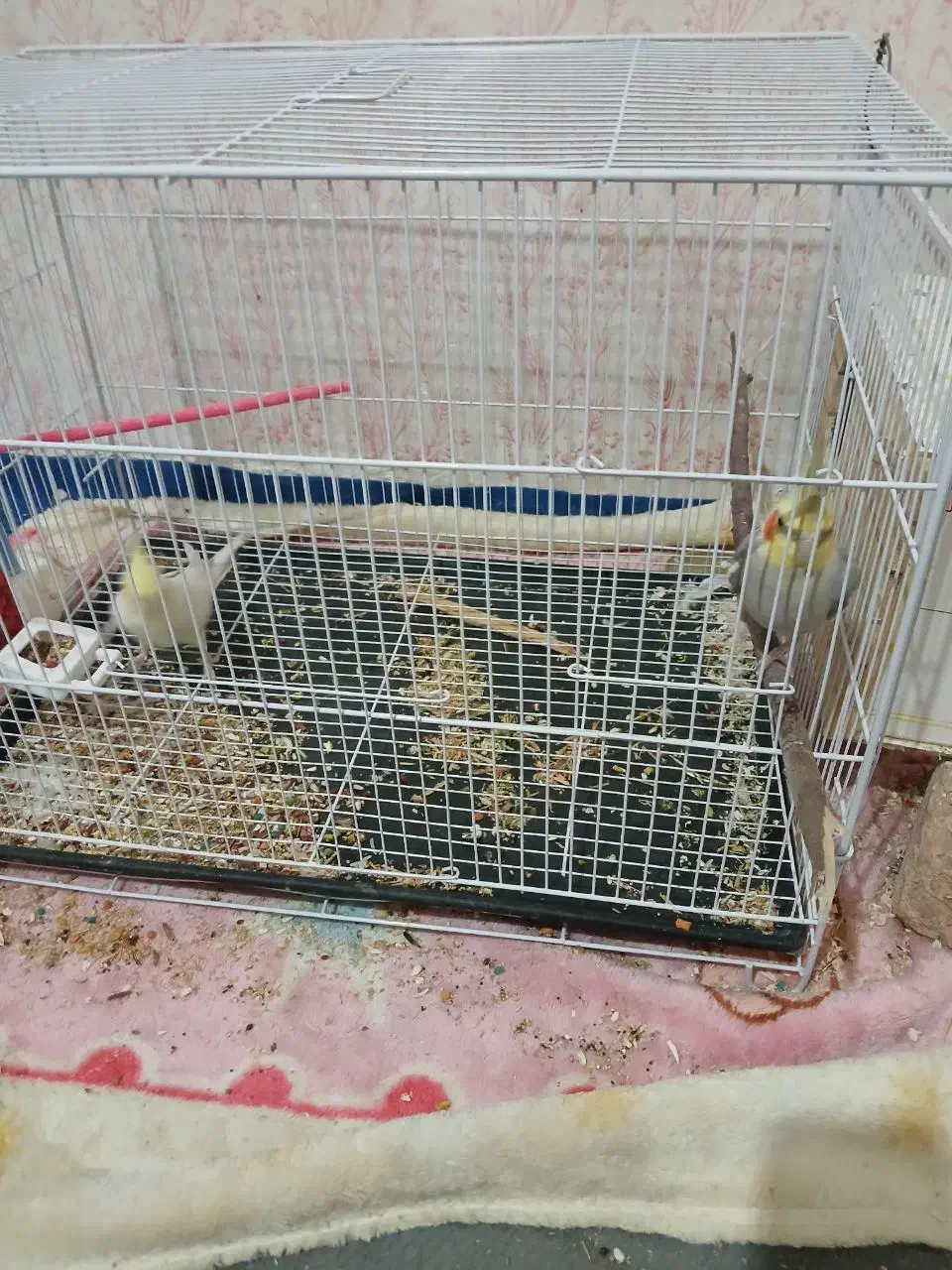 عروس هلندی نروماده|پرنده|زهک, |دیوار