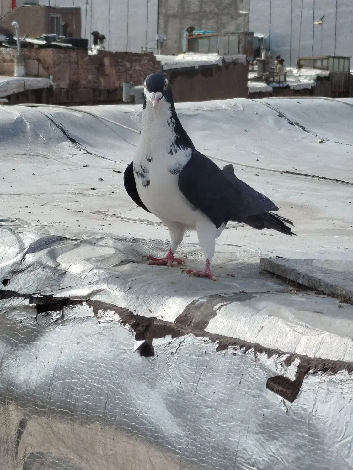 خوشرنگ مشهدی نرپرنده|پرنده|قزوین, |دیوار