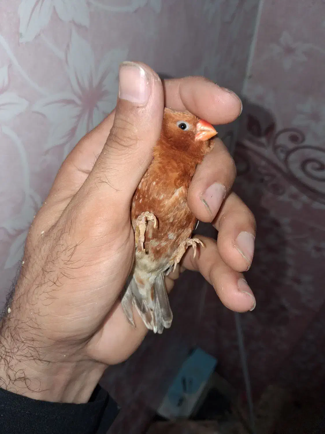 فنچ فول اورنج هاف اورنج پرنده خانگی|پرنده|بوشهر, |دیوار