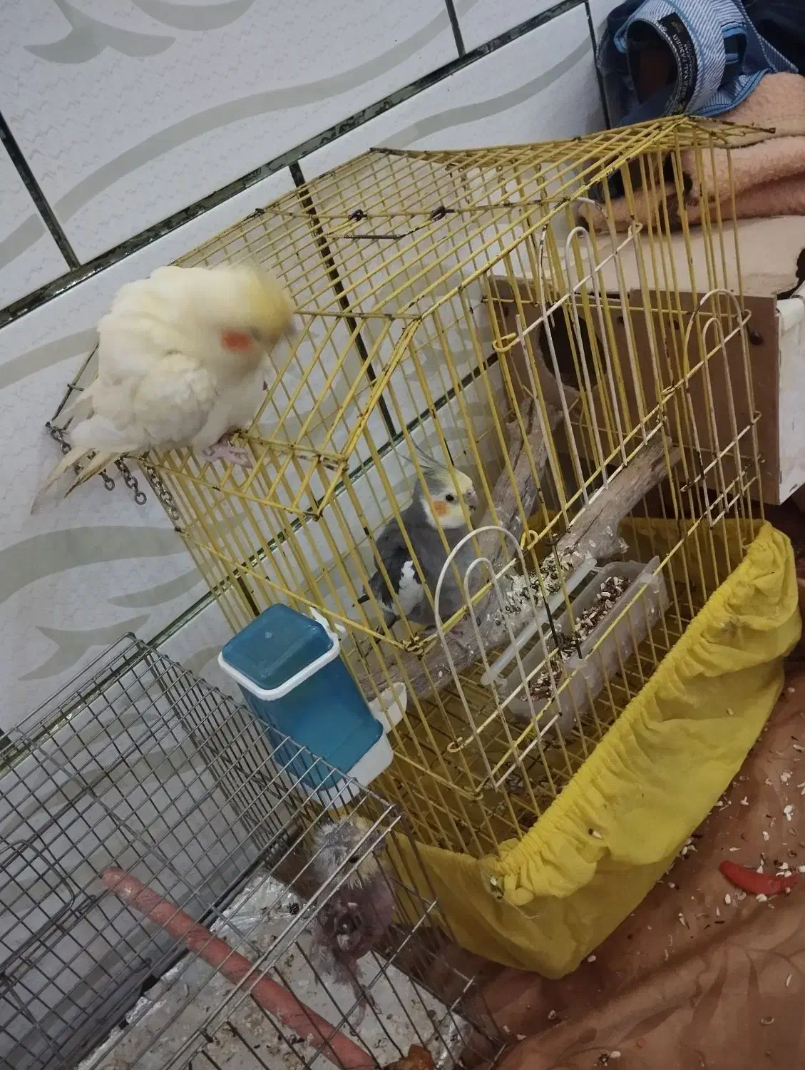 فروش جفت عروس پاریس مولد ودستی|پرنده|سوسنگرد, |دیوار