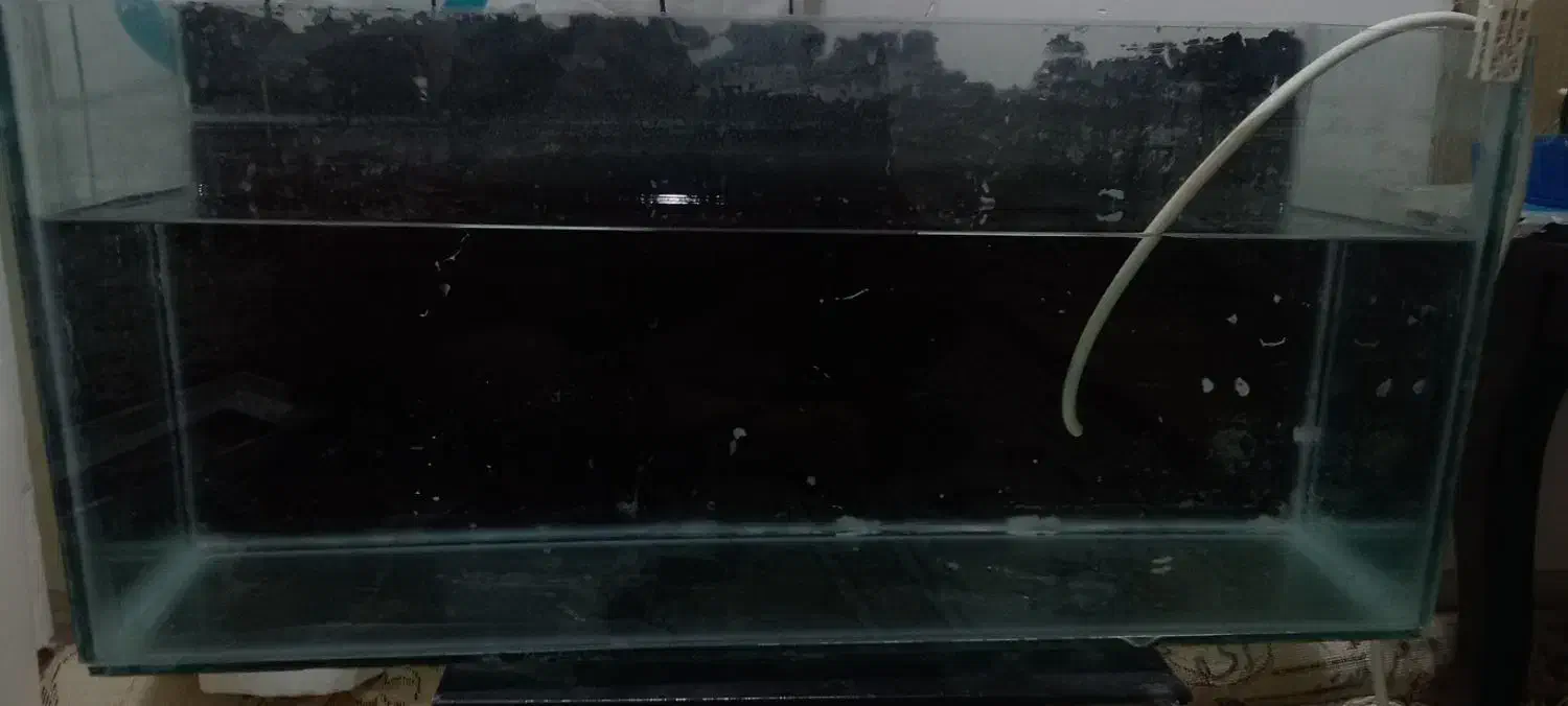 فروش آکواریوم|ماهی|اسفراین, |دیوار