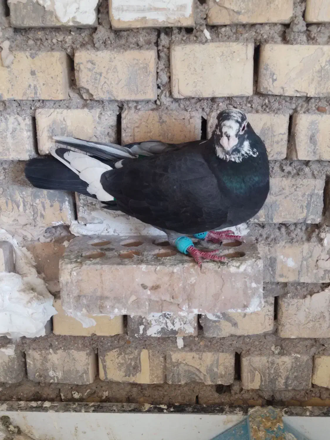 گرفتنی|پرنده|خرمشهر, |دیوار