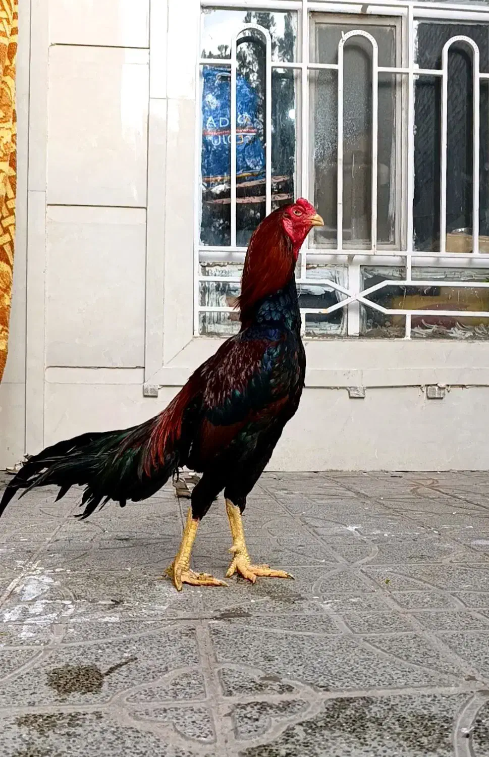 خروس لاری مرغ لاری|حیوانات مزرعه|تربت جام, اسماعیل آباد|دیوار