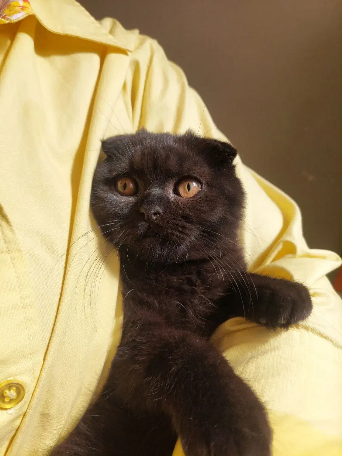 گربه اسکاتیش|گربه|کرمانشاه, |دیوار