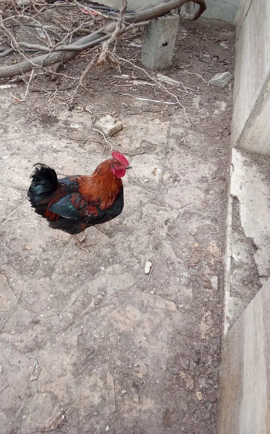 خروس|حیوانات مزرعه|مشهد, کلاته برفی|دیوار