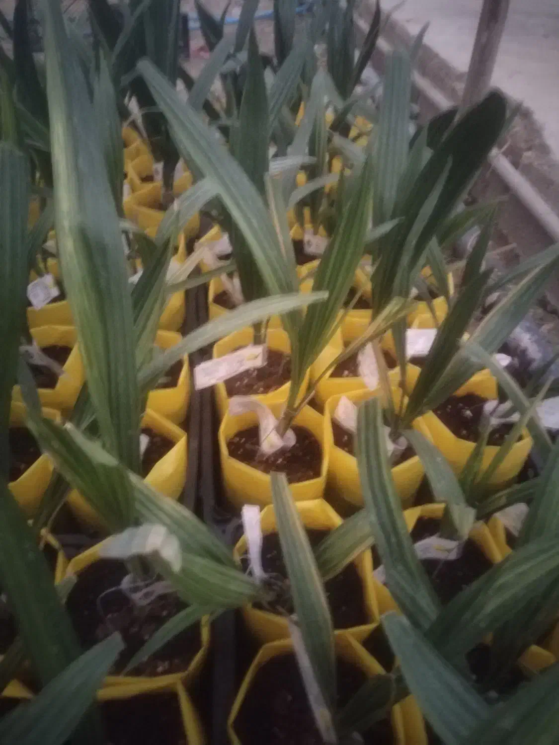 نمایندگی رسمی نخل کشت بافت و پاجوش گلخانه ای|خدمات باغبانی و درختکاری|برازجان, |دیوار