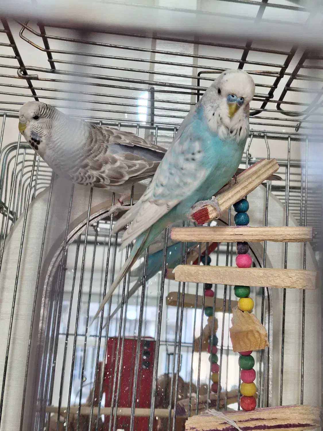 مرغ عشق انگلیسی|پرنده|مشکیندشت, |دیوار