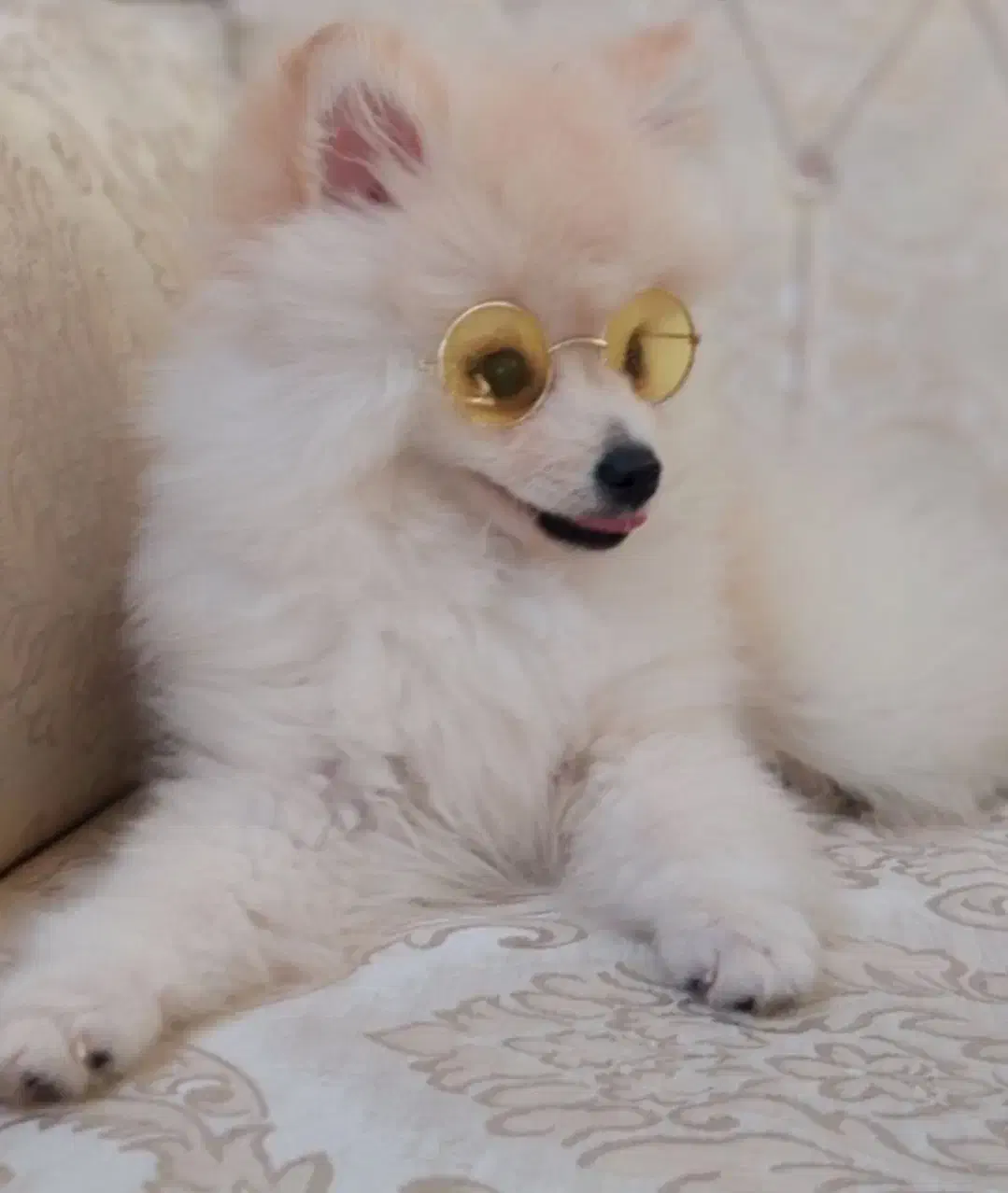 سگ پامرانین عروسکی|سگ|زیباکنار, |دیوار