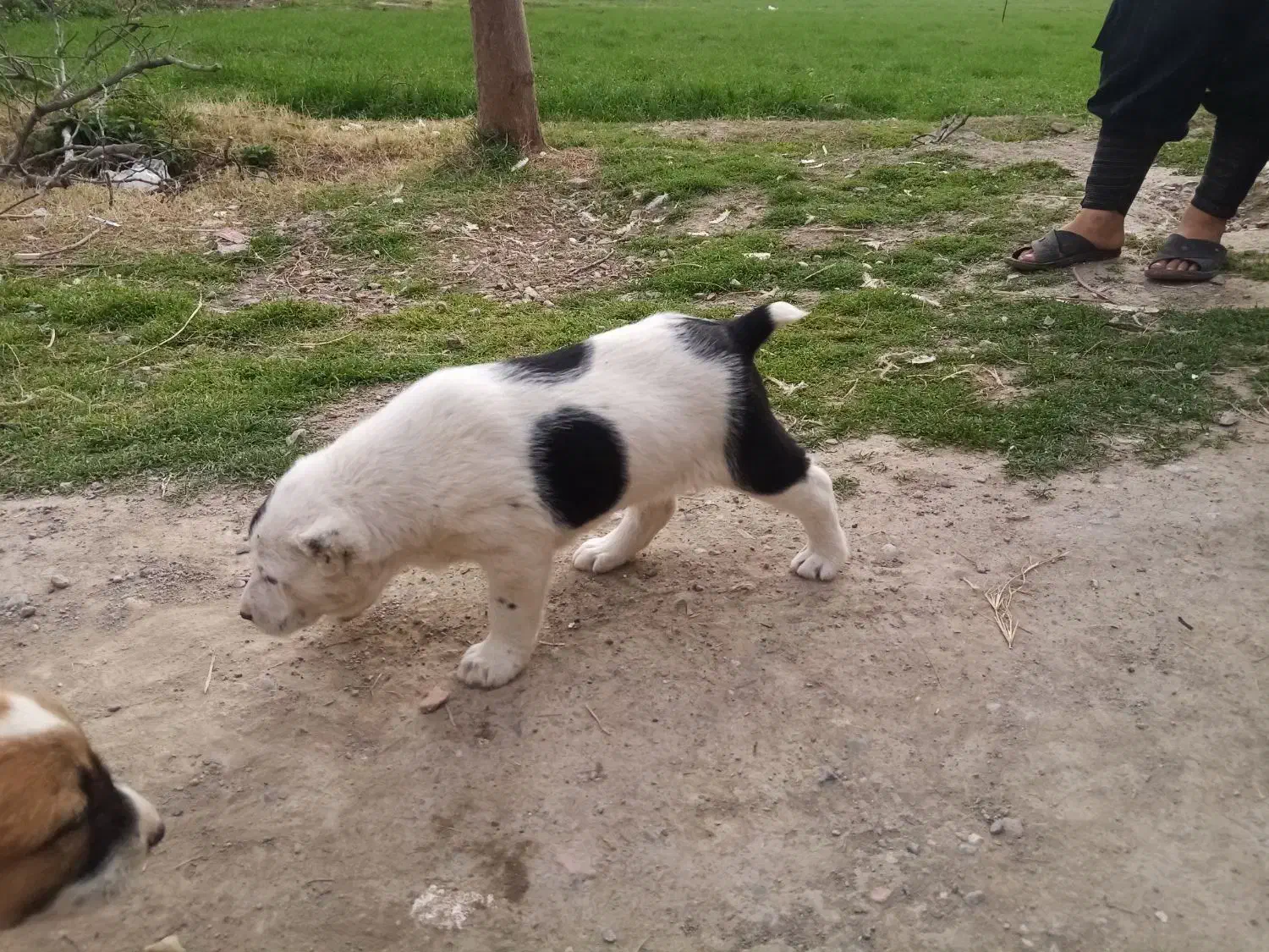 توله آلابای|سگ|خان ببین, |دیوار