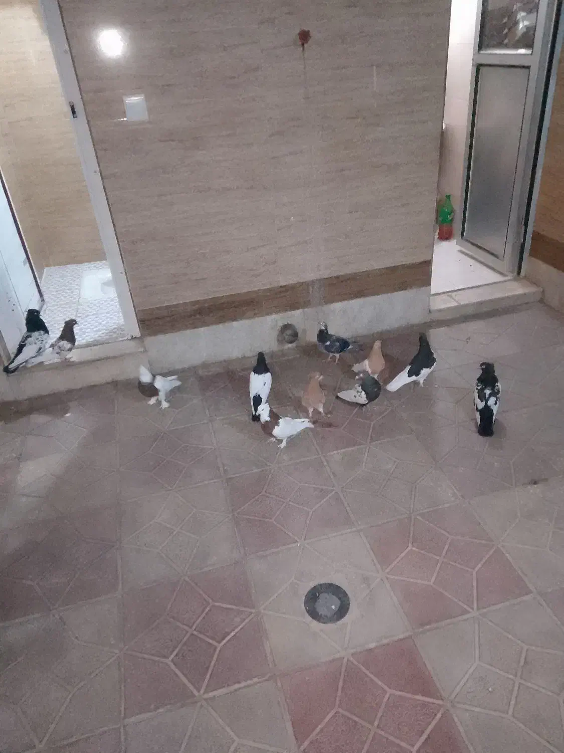 کبوتر فروشی جفتی|پرنده|شیراز, گچی|دیوار