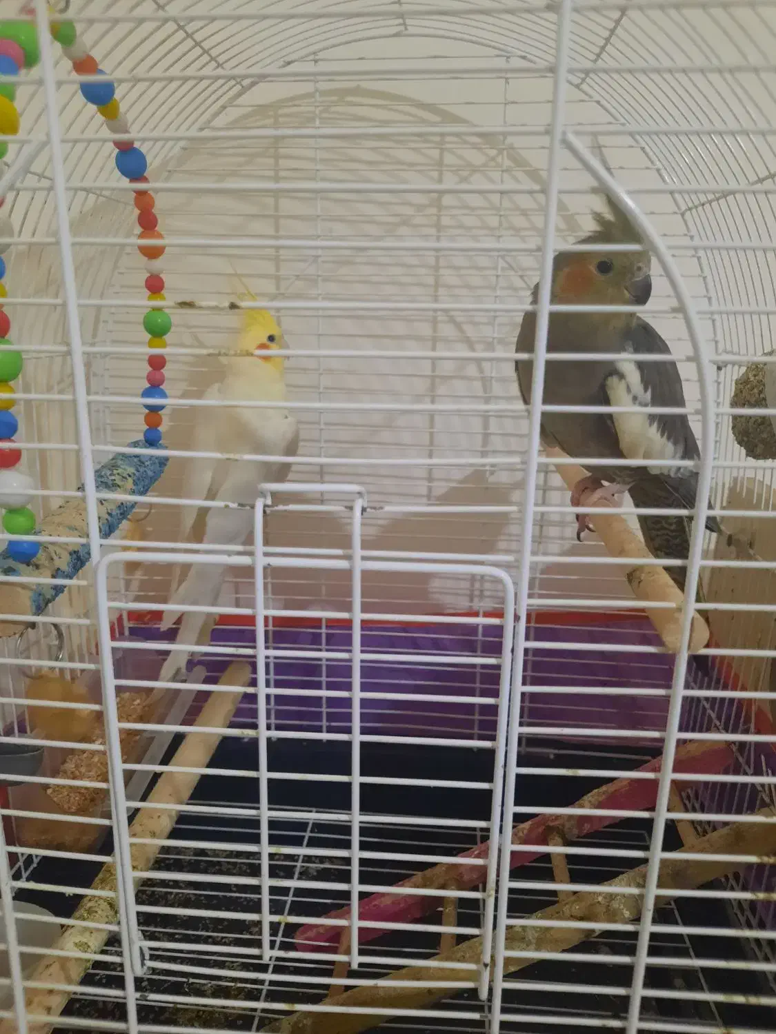 عروس هلندی نر و ماده|پرنده|سهند, |دیوار