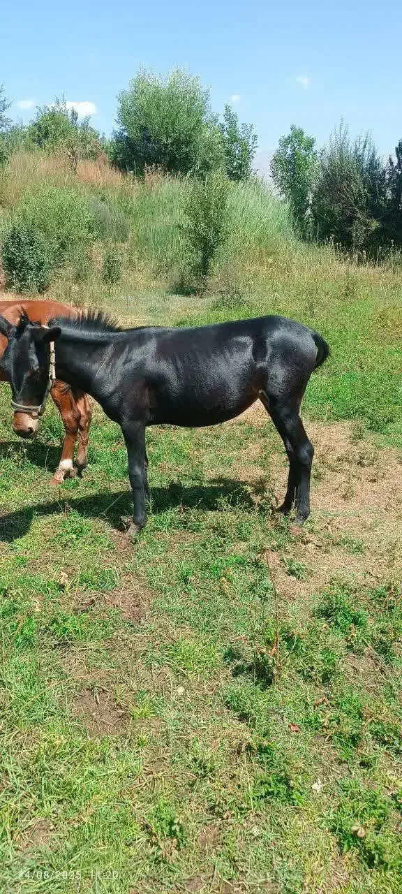 قاطر مشکی ماده|حیوانات مزرعه|طالقان, |دیوار