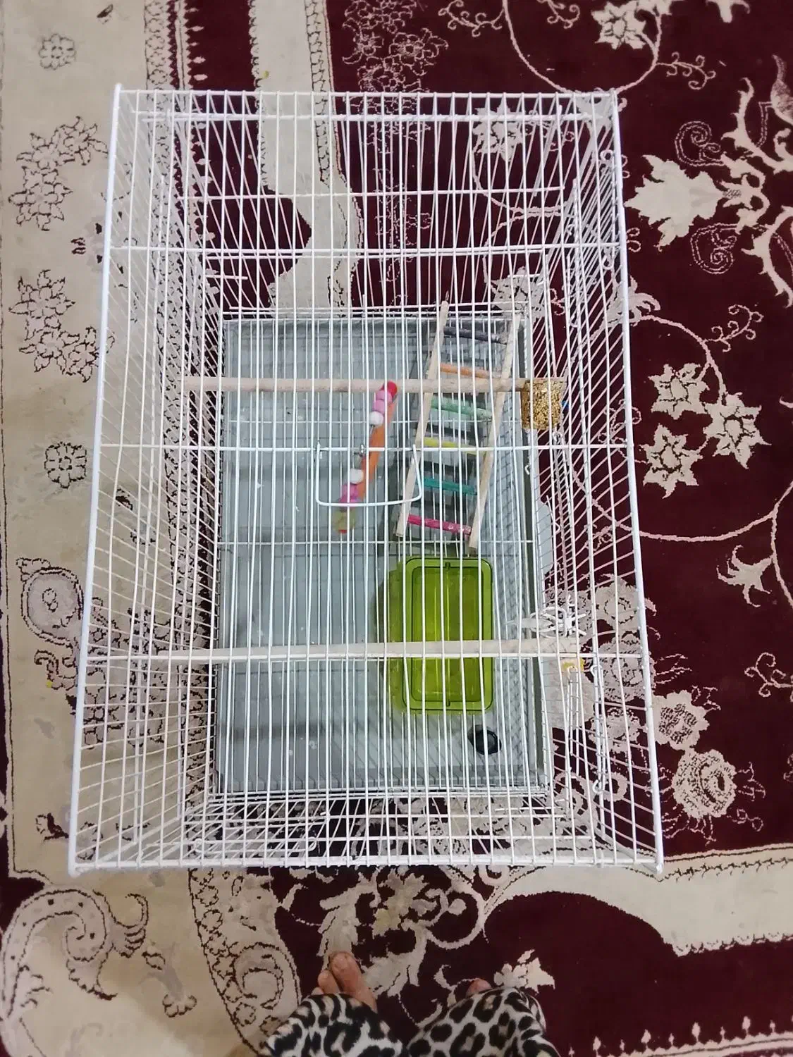 قفس 40در 60ویه عروس هلندی نر|پرنده|سبزوار, کلاته سیفر|دیوار