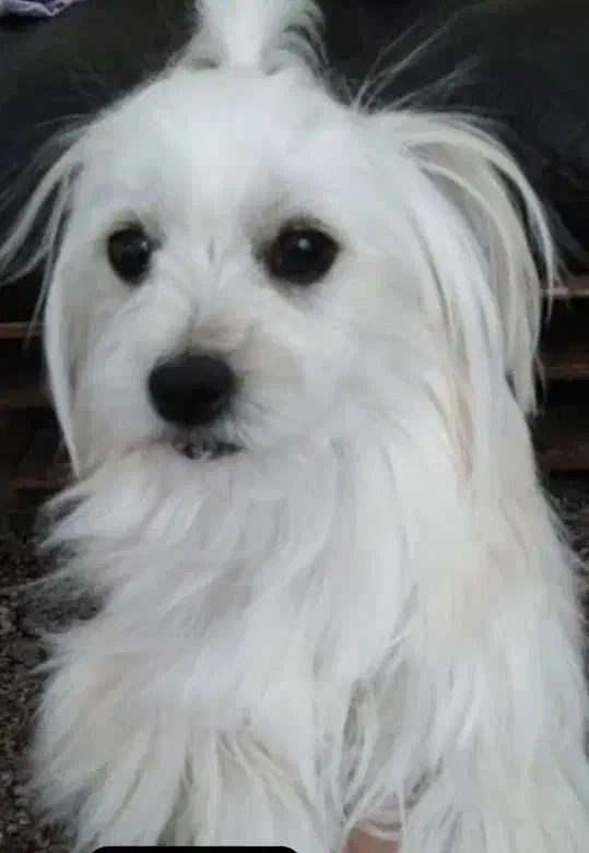 گمشده|حیوانات|کرمانشاه, |دیوار