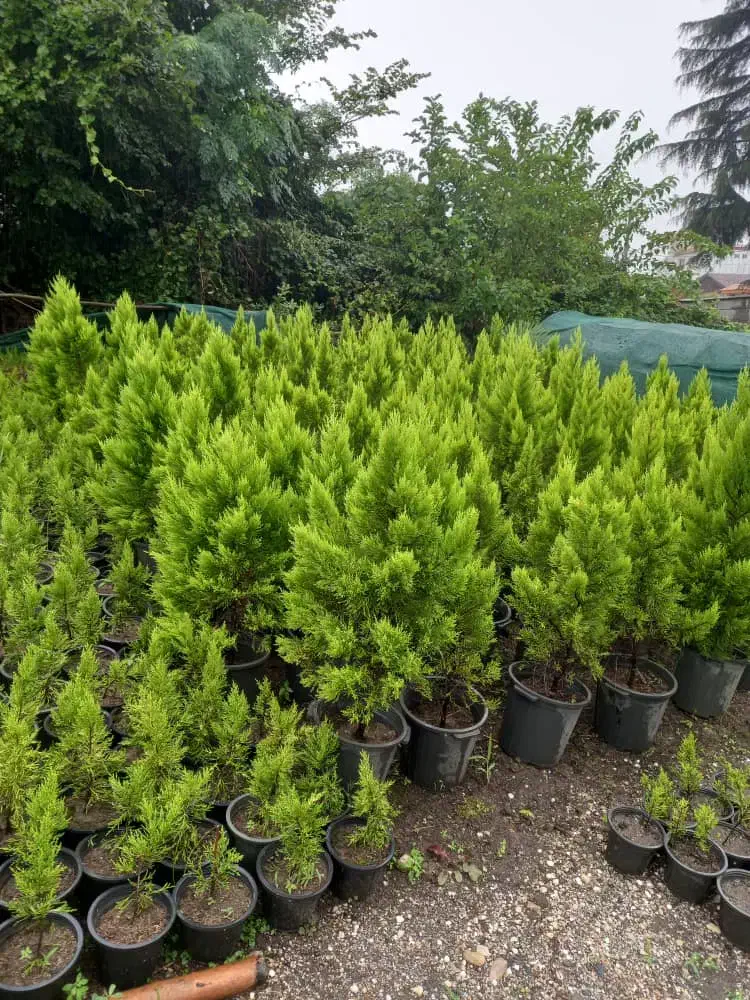 فروش پیتسپرون کیفیت عالی|خدمات باغبانی و درختکاری|کتالم و سادات شهر, |دیوار