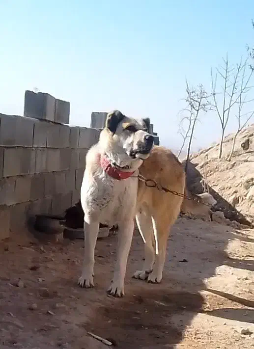 ماده خراسانی|سگ|قوچان, |دیوار