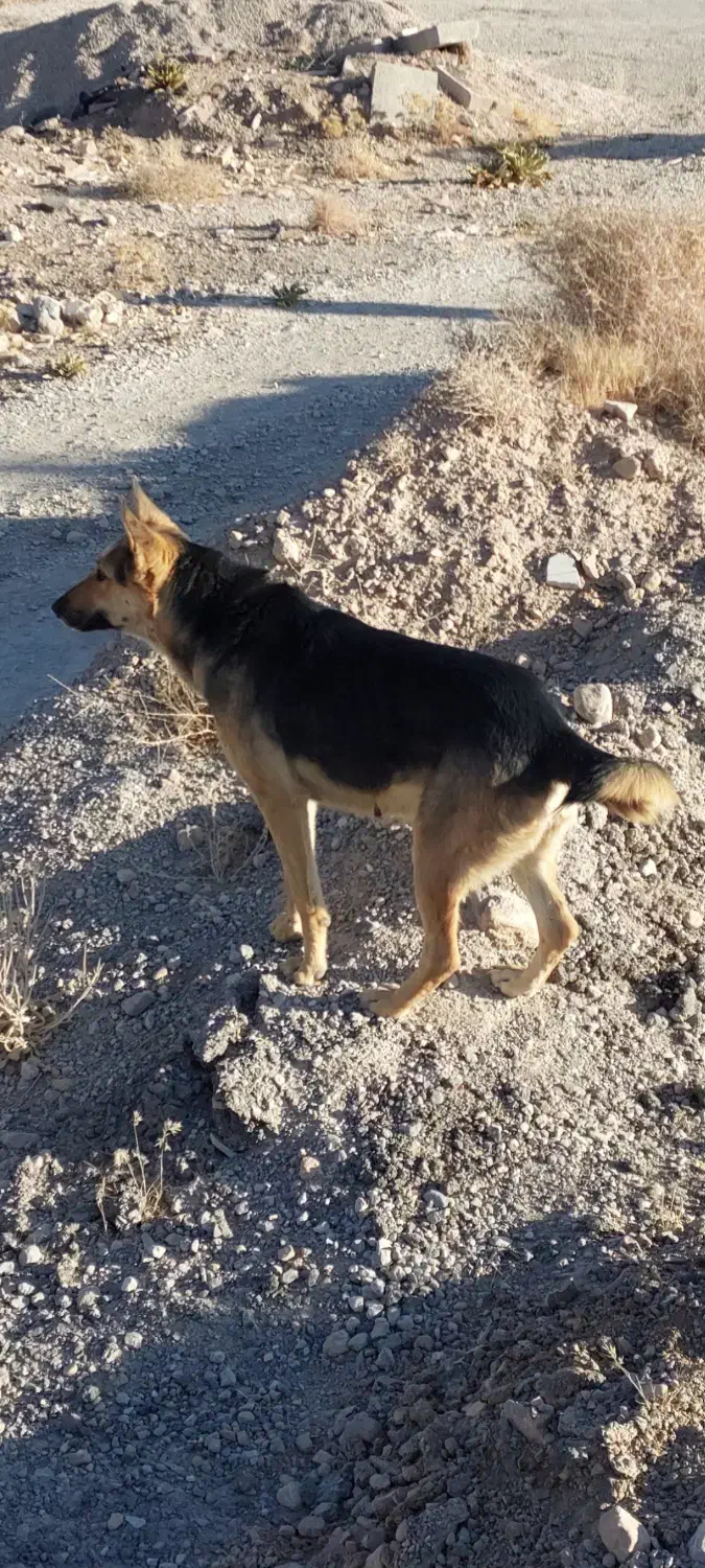 واگذاری حیوانات|سگ|اقلید, |دیوار