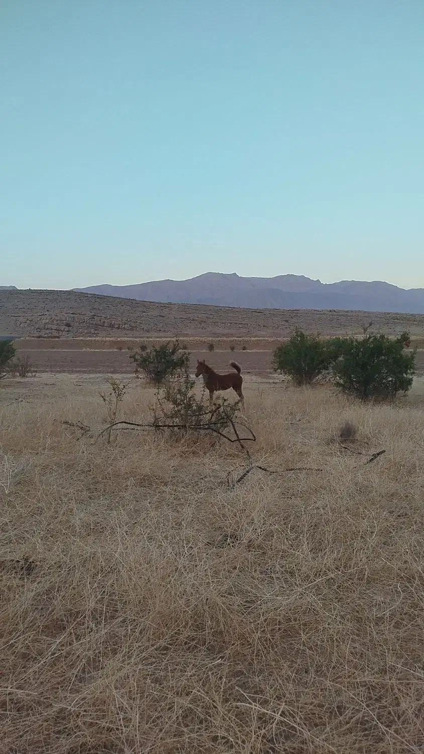 اسب همراه باکره اسب مادیان|اسب و تجهیزات اسب‌سواری|مرودشت, بیست متری بیمارستان|دیوار