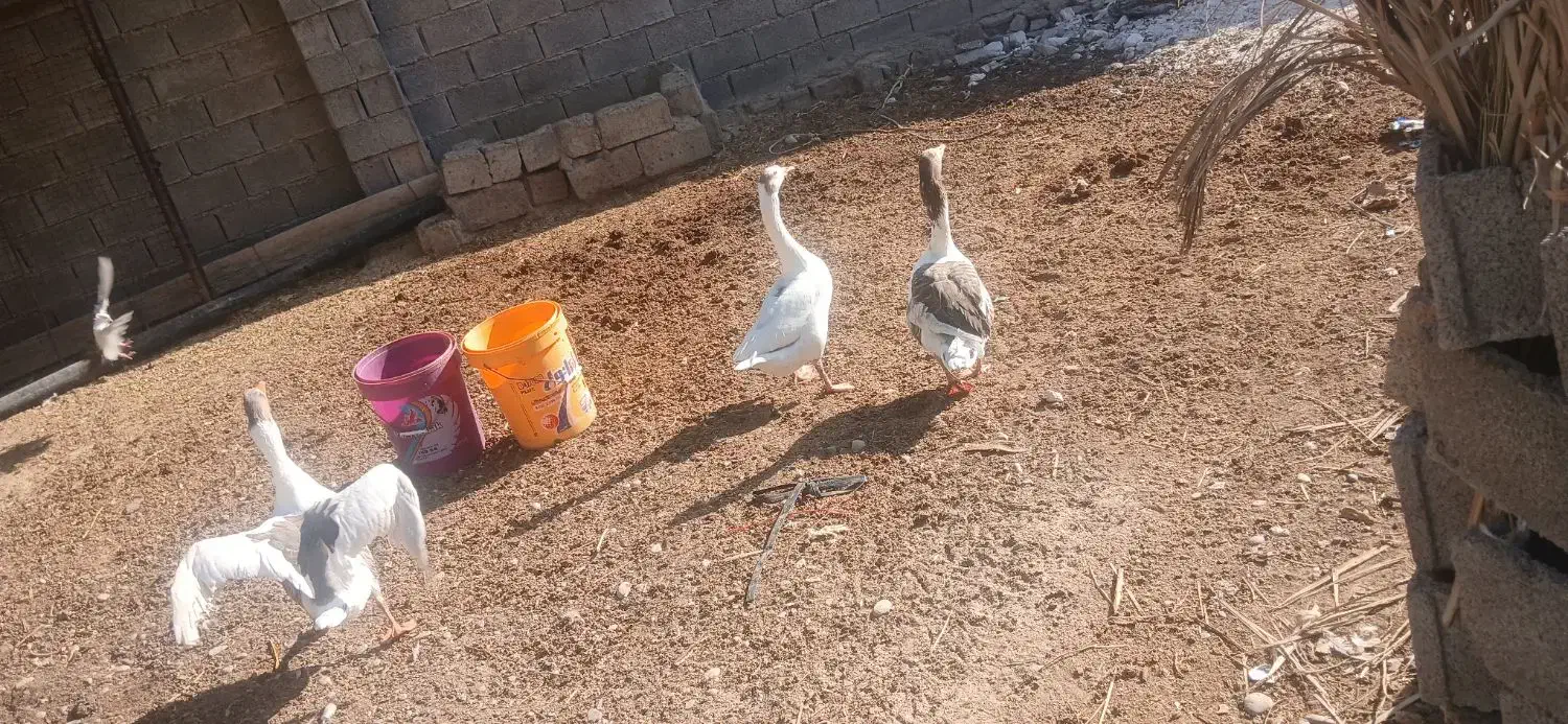 روستای مشراگه،امیدیه|حیوانات مزرعه|هندیجان, |دیوار