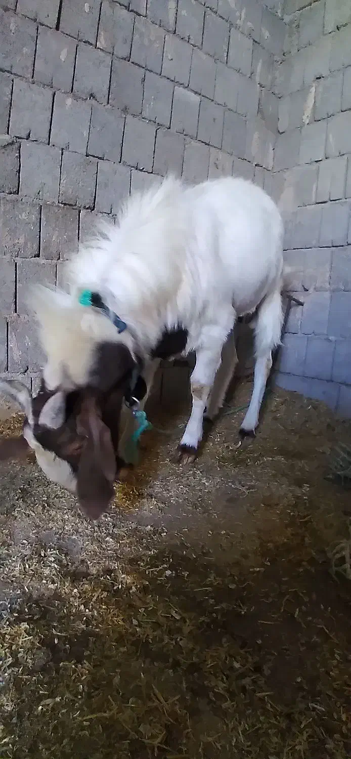 پازن گللابی اصل|حیوانات مزرعه|ریگ, |دیوار